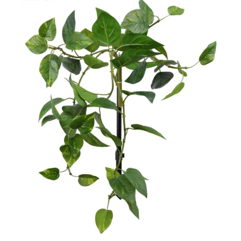 Эпипремнум тёмный 70 см