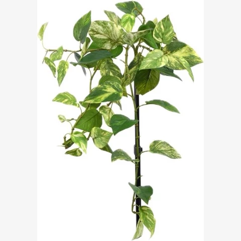 Эпипремнум светлый 70 см