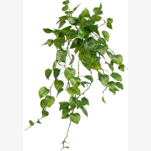 Эпипремнум светлый 130 см