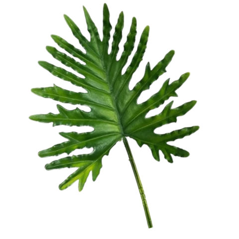 Филодендрон лист зелёный, В 65 см