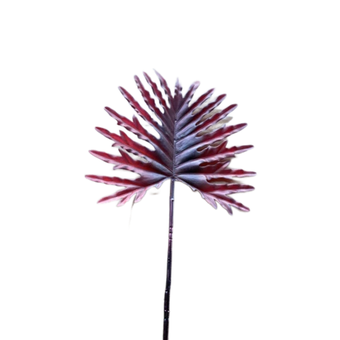 Филодендрон лист бордовый, В 65 см