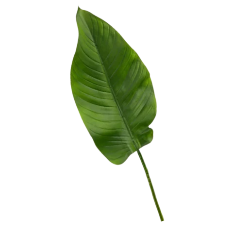 Стрелиция лист, В 55 см