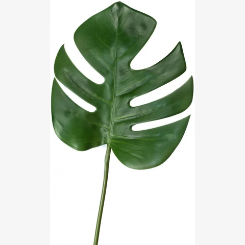 Монстера лист, В 50 см
Д 21 см