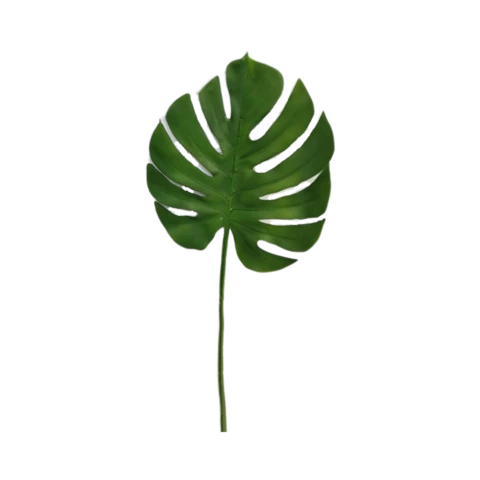 Монстера лист, В 60 см
Д 33 см