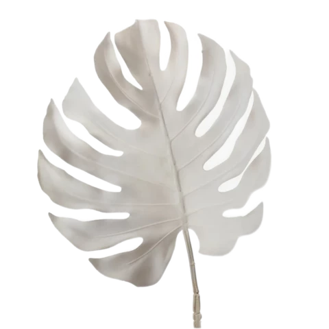 Монстера бежевая, В 90 см листья:37*40 см