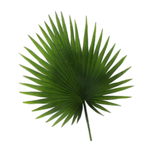 Вашингтония,, В 90, Ш 46*47см