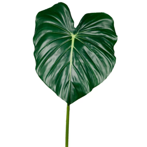Алоказия,, В 90, Ш листа 40 см