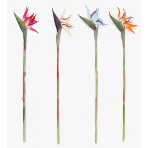 Стрелиция, 65 см