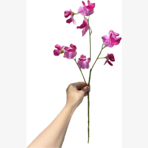 Латирус розовый, 60 см