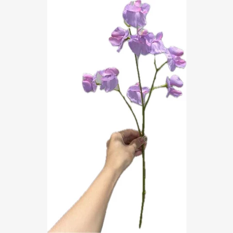 Латирус лиловый, 60 см