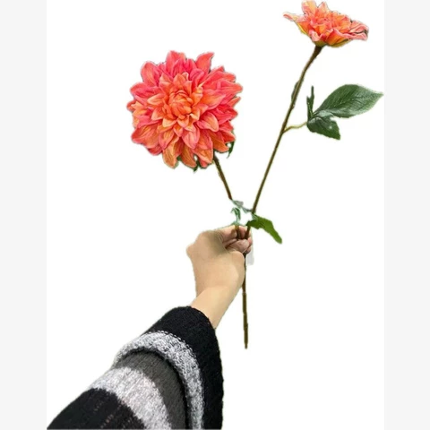 Георгин оранжевый, 60 см