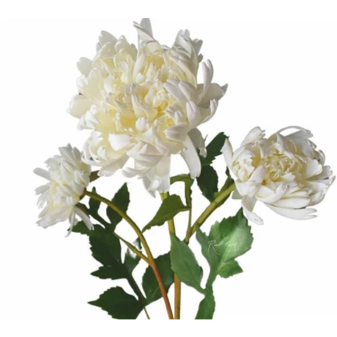 Хризантема белая, В 70 см