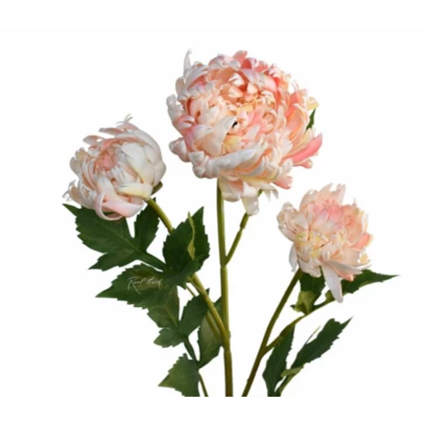 Хризантема персиковая, В 70 см