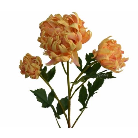 Хризантема оранжевая, В 70 см