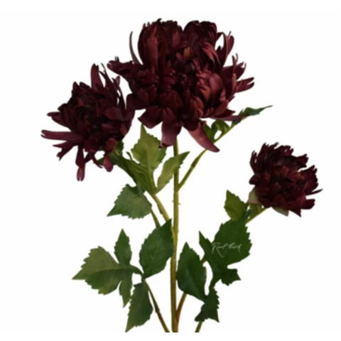 Хризантема бордо, В 70 см
