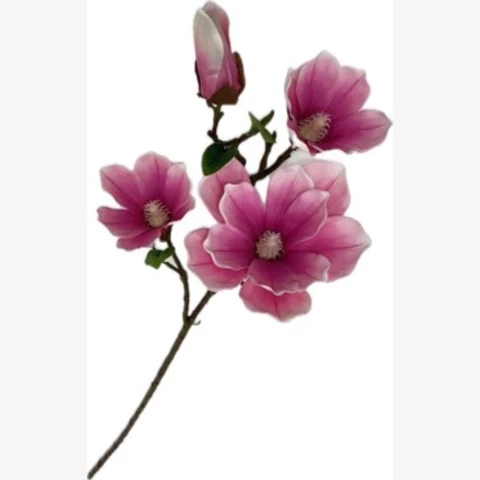 Магнолия розовая, 60 см