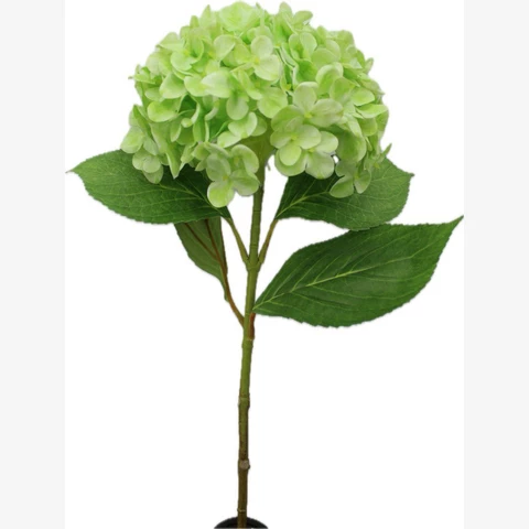 Гортензия зеленая, 64 см