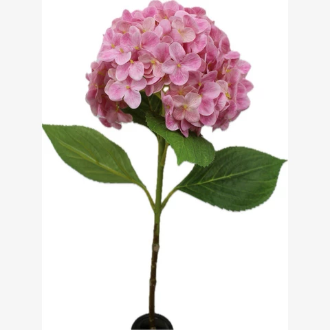 Гортензия розовая, 64 см