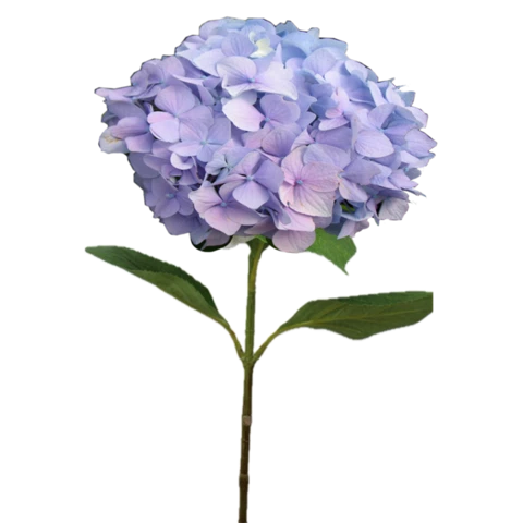 Гортензия сиреневая, 64 см