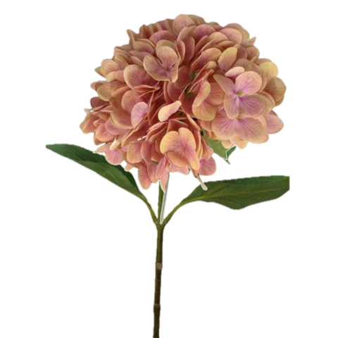 Гортензия рыжая, 64 см