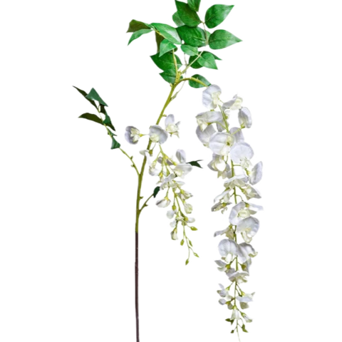 Глициния белая, 135 см