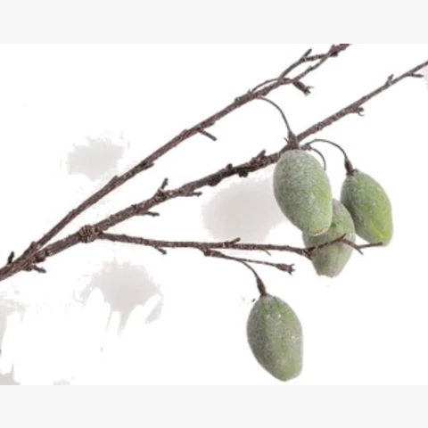 Миндаль ветка с плодами, 50 см