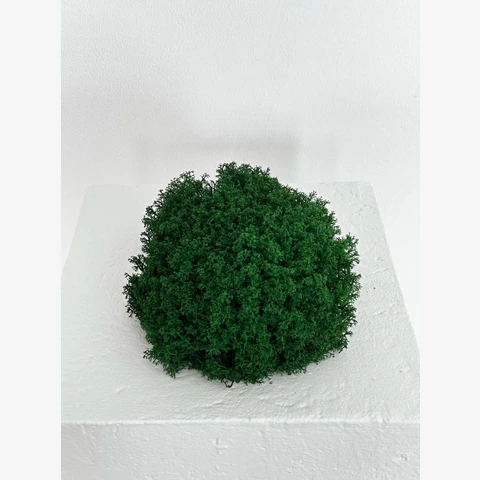 Ягель Королевский 1 м2