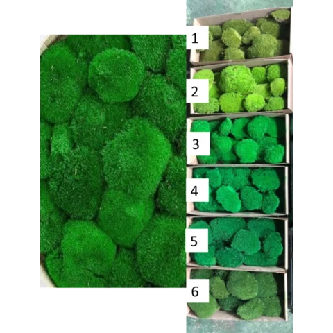 Кочки Европейские, 1м2