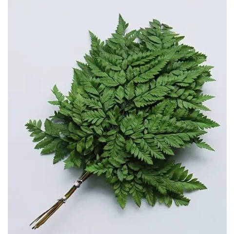 Папоротник Ледерварен стабилизированный