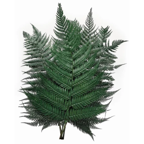 Папоротник Страусиный стабилизированный