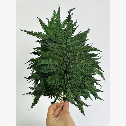 Папоротник Даваллия стабилизированный