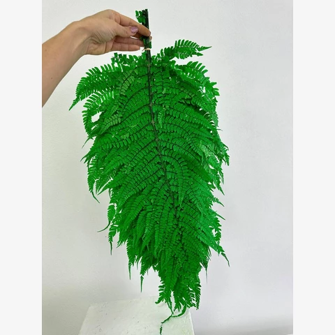 Папоротник Плюферн