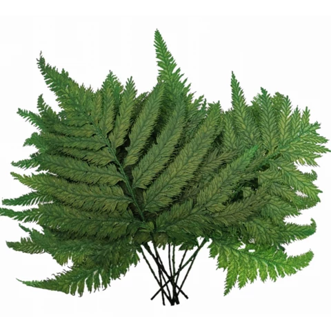 Папоротник Страусиный