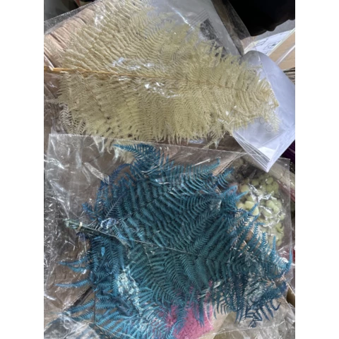 Папоротник цветной Страусиный