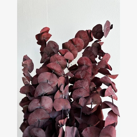 Эвкалипт Тополевидный