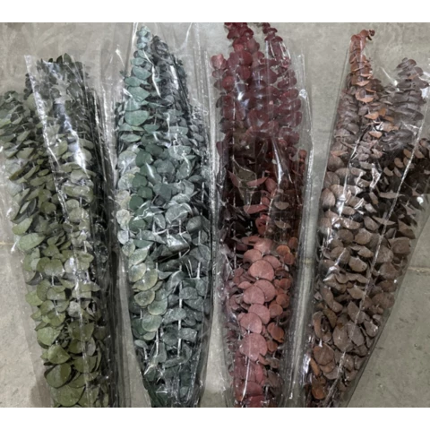 Эвкалипт Бэби