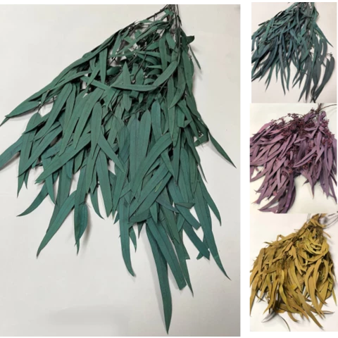 Эвкалипт Николи