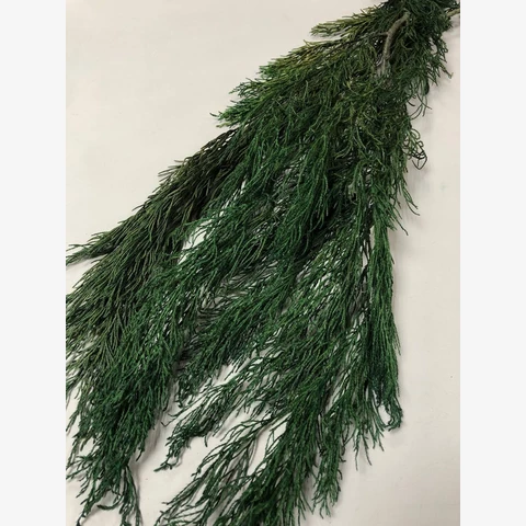 Туя стабилизированные ветки