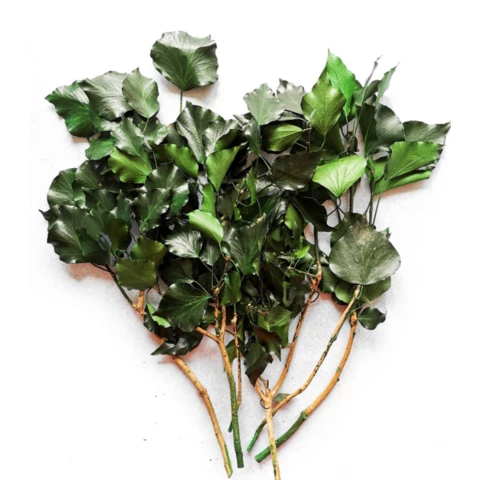 Плющ стабилизированный