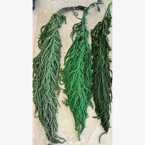 Амарант стабилизированный L