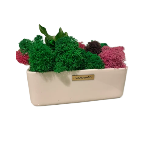 Мох ягель с розами в кашпо