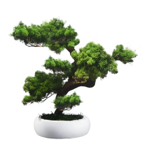 Бонсай Ягеля 32 см