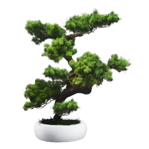 Бонсай Ягеля 45 см