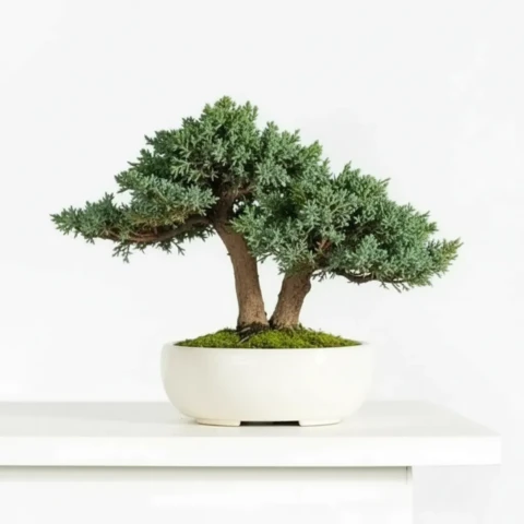 Бонсай Можжевельник 16 см