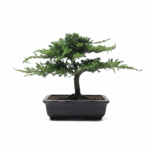 Бонсай Можжевельник 24 см