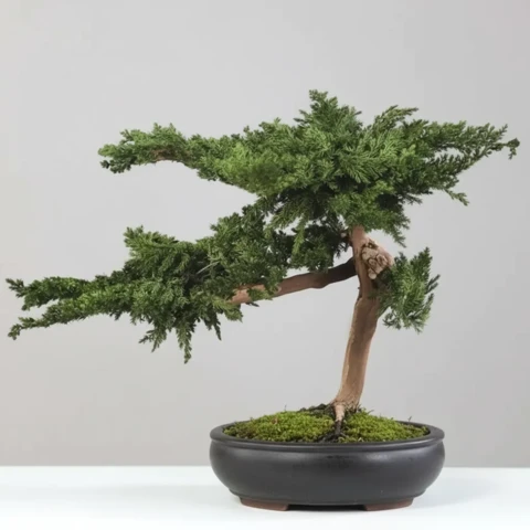 Бонсай Можжевельник 35 см